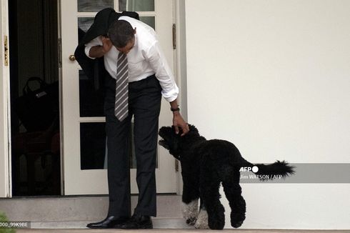 Anjing Peliharaan Barack Obama, Bo, Mati