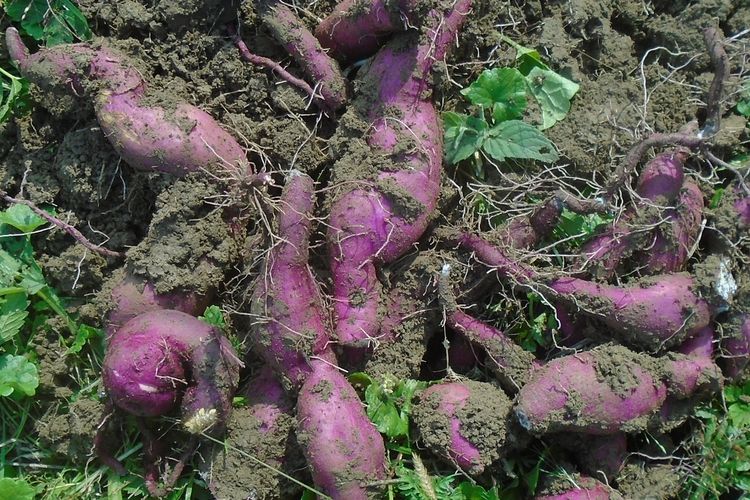 Ilustrasi panen ubi jalar