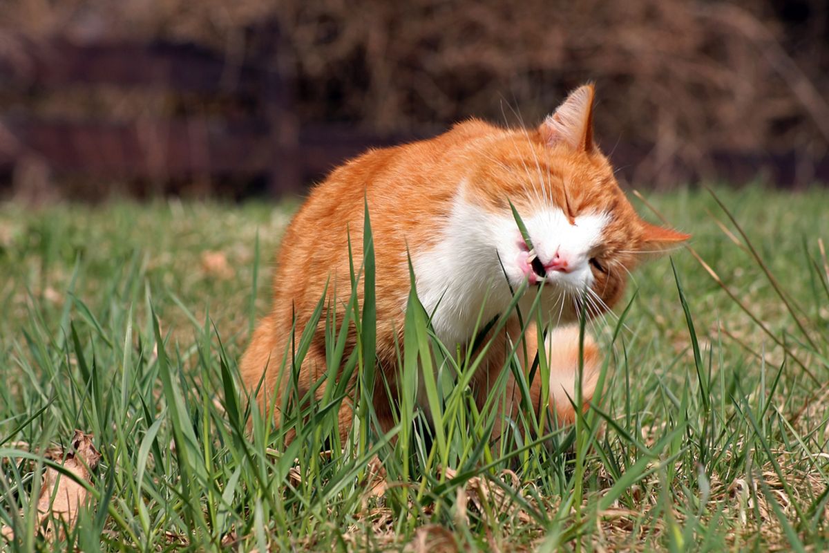 Ilustrasi kucing makan rumput