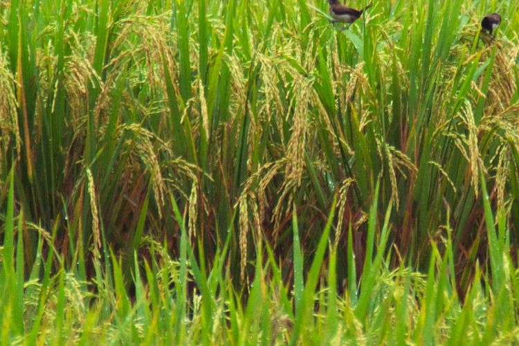 Ilustrasi tanaman padi.