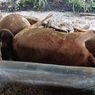 Penyebab 5 Sapi Mati Tak Wajar di Gunungpati Semarang
