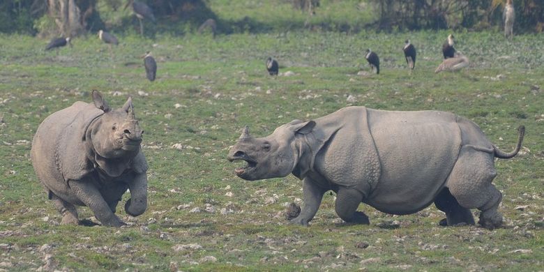 Banjir Melanda India 8 Badak Langka Mati Di Taman Nasional Kaziranga Halaman All Kompas Com