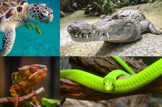 Reptilia: Ciri-ciri, Klasifikasi, dan Contohnya