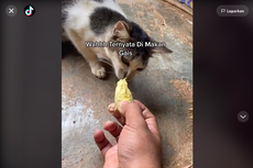 Video Viral Kucing Diberi Makan Durian, Apakah Boleh? Ini Kata Dokter