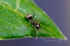 Cara Ampuh Mengusir Semut dari Tanaman