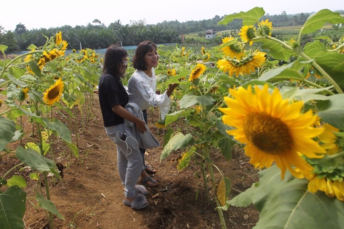 Pengunjung berpoto di sela bunga matahari di Taman Edukasi dan Wisata Pertanian, Bengkulu Selatan 