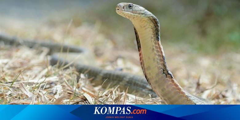 6 Ular yang Paling Berbahaya di Dunia