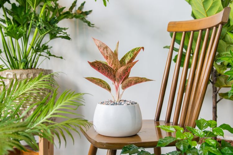 Ilustrasi tanaman hias Aglonema Harlequin. 