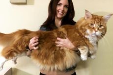 Inikah Kucing dengan Tubuh Terpanjang di Dunia?