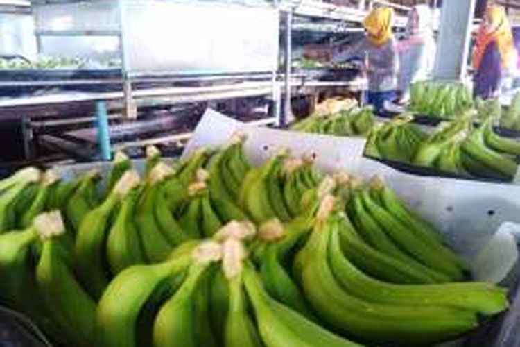 Pisang cavendish berkulit mulus yang telah dibersihkan. Pisang ini akan matang dan berubah menjadi kuning untuk siap dimakan.