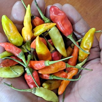 Ilustrasi Cabai Rawit. 