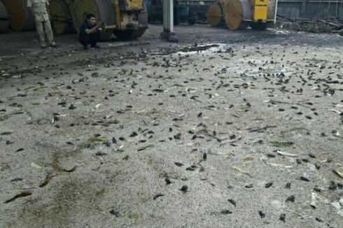 Ribuan Burung Pipit Mati Misterius di Karangasem, Apa Penyebabnya?