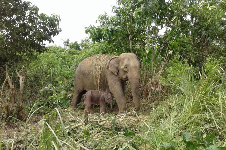 foto dokumentasi BKSDA Aceh, Suci (30) gajah liar yang ditangkap Badan Konservasi Sumber Daya Alam (BKSDA)  pada Tahun 1994 dari kawasan Pegunungan, Ulee Glee, Kabupaten Pidie Jaya kembali melahirkan anak kedua berjenis kelamin betina di Conservasi Respon Unit (CRU) Alue Kuyun, kabupaten Aceh Barat. Rabu (24/07/2019).