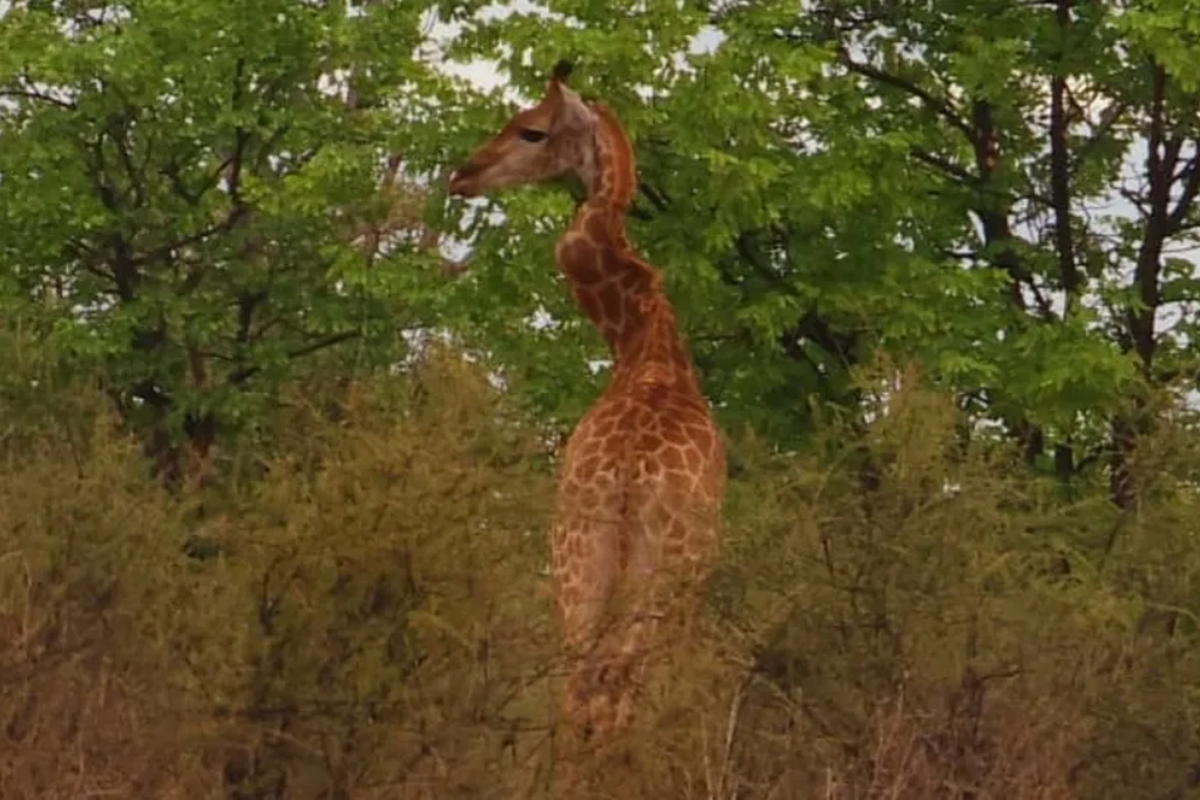 Jerapah dengan leher cacat di Taman Nasional Kruger 

