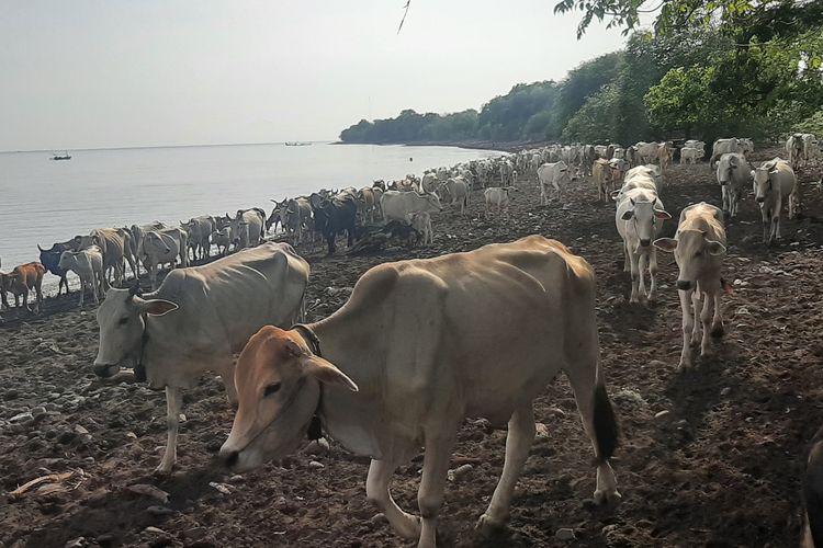 Ribuan sapi yang diternak secara komunal oleh warga Dusun Merak, Desa Sumberwaru, dalam Taman Nasional Baluran, Kecamatan Banyu Putih, Kabupaten Situbondo, hendak dikembala, Senin (24/10/2022).