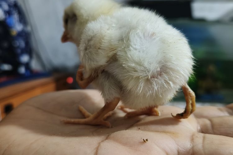 Unik, Anak Ayam Elba di Pamekasan Berkaki Empat, Pemilik Kaget