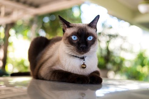 6 Ras Kucing Paling Cerdas di Dunia, Mudah Dilatih dan Bisa Jaga Rumah