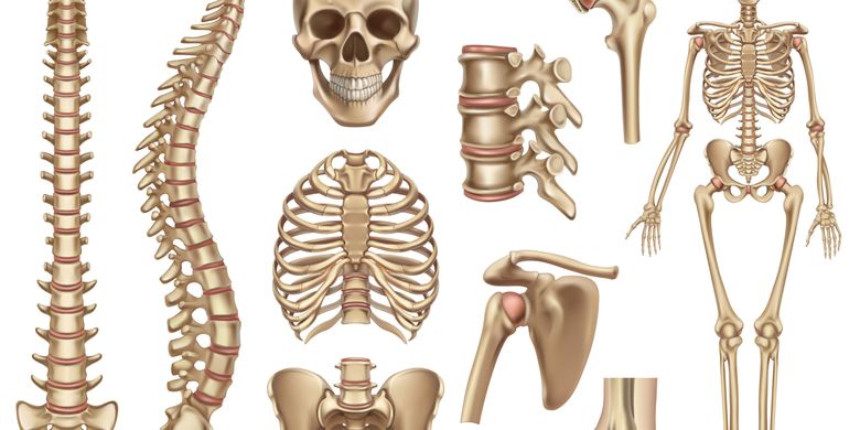 5 tulang yang menyusun rangka anggota gerak bawah manusia antara lain