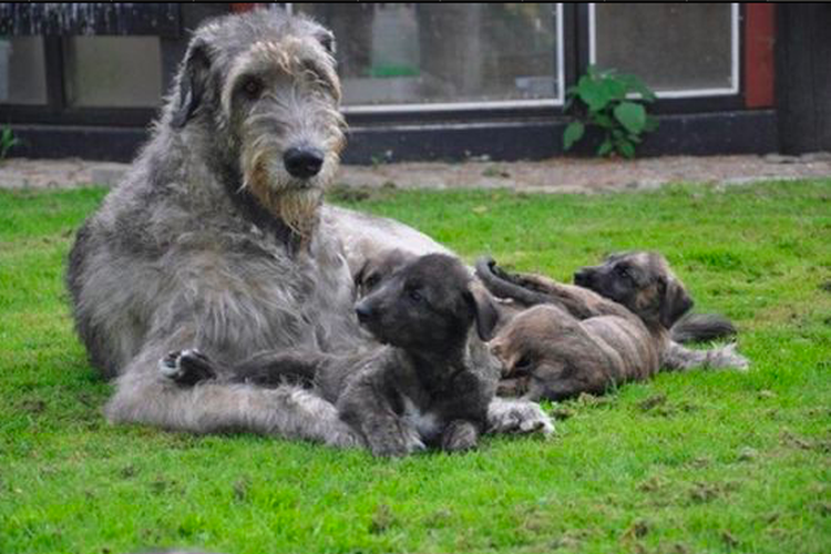 Anjing jenis Irish wolfhound