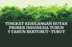 INFOGRAFIK: Tingkat Kehilangan Hutan Primer Indonesia Turun 5 Tahun Berturut-turut
