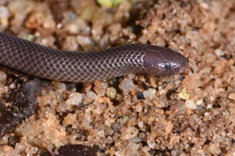 Atractaspis branchi, spesies ular baru yang memiliki anatomi tengkorak dan taring unik. Mereka dapat memutar kepala untuk menggigit mangsa dari samping atau menusuk lawan tanpa membuka mulut.