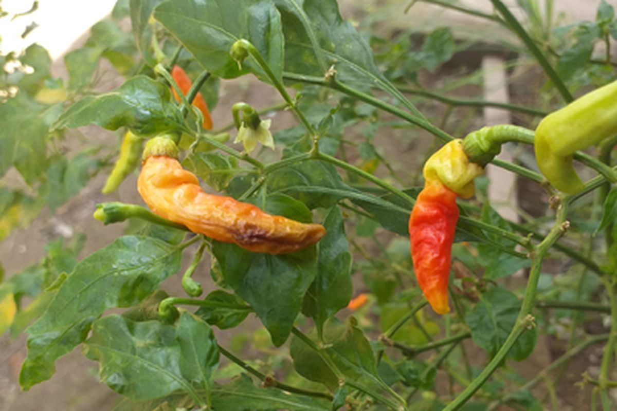 Ilustrasi cabai yang terserang lalat buah