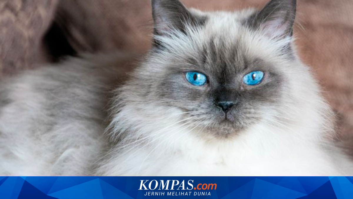 Mengenal Kucing Anggora, 