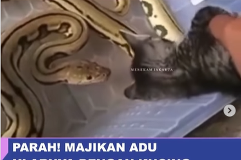 Beredar Video Kucing Diadu dengan Ular, Ini Penjelasan Aktivis Rumah Singgah Kucing