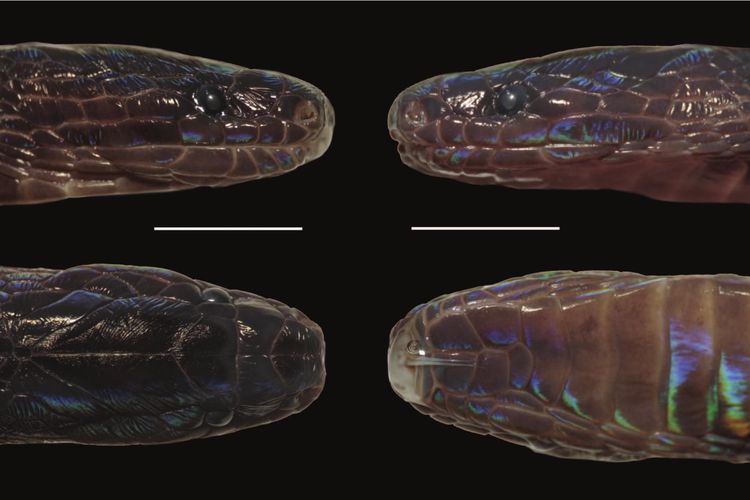 Spesies ular baru yang ditemukan di Vietnam oleh tim ilmuwan Amerika Serikat dan Vietnam. Ular aneh bersisik warna-warni ini dinamai Achalinus zugorum dan berasal dari genus ular langka, Achalinus.