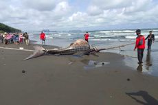 Hiu Tutul Seberat 2 Ton Ditemukan Mati Terdampar di Pantai Cilacap