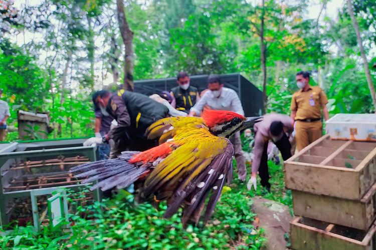807 Burung Hasil Perdagangan Ilegal Dilepasliarkan di Lampung, Negara Tanggung Biaya Pemulihan