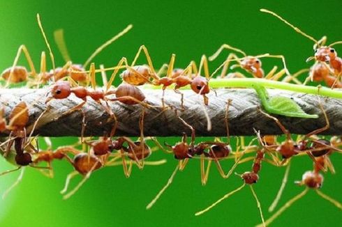 Apa yang Terjadi jika Hutan Kalimantan Tak Punya Semut?