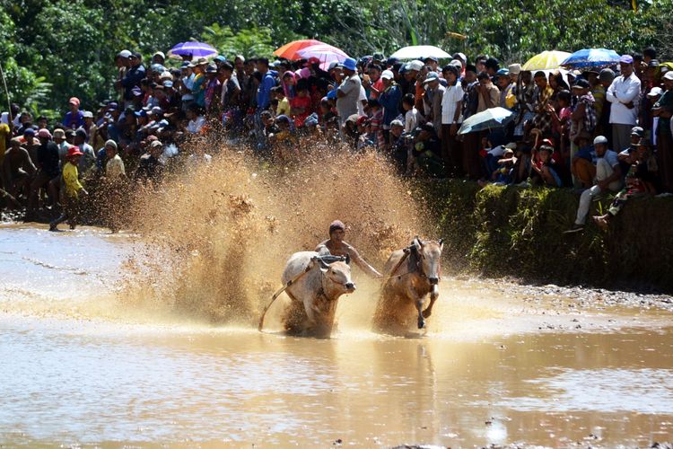 Mengenal Budaya Balapan Sapi di Nusantara...