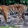 Pelajaran dari Riset di India: Jaga Harimau Juga Selamatkan Hutan dan Iklim