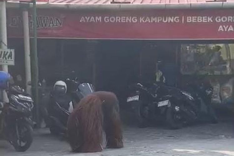 Orang Utan Solo Safari Berhasil Dikembalikan usai Sekitar 1 Jam Lepas dari Exhibit