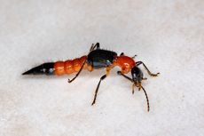 Semut Tomcat, Serangga dengan Racun Berbahaya