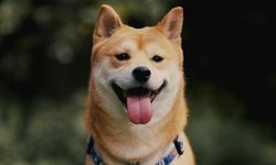 10 Ras Anjing yang Cocok untuk Para Introvert
