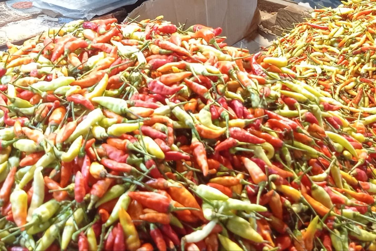 ILUSTRASI Cabai rawit. Harga bawang merah di Sulawesi Selatan pada Senin (9/6/2025) berada di angka Rp 11.333 per kilogram. Adapun cabai rawit merah melonjak hingga Rp 30.000 per kilogram, 