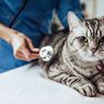 Segera Pergi ke Dokter Hewan Jika Kucingmu Melakukan 5 Hal Ini