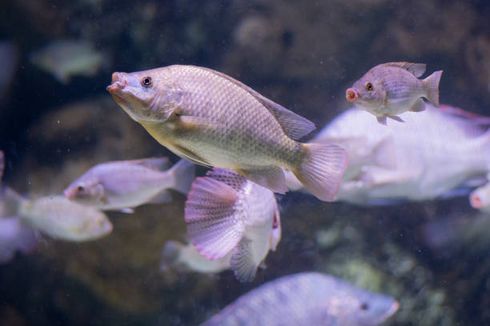Apakah Ikan Air Asin Bisa Hidup di Air Tawar?