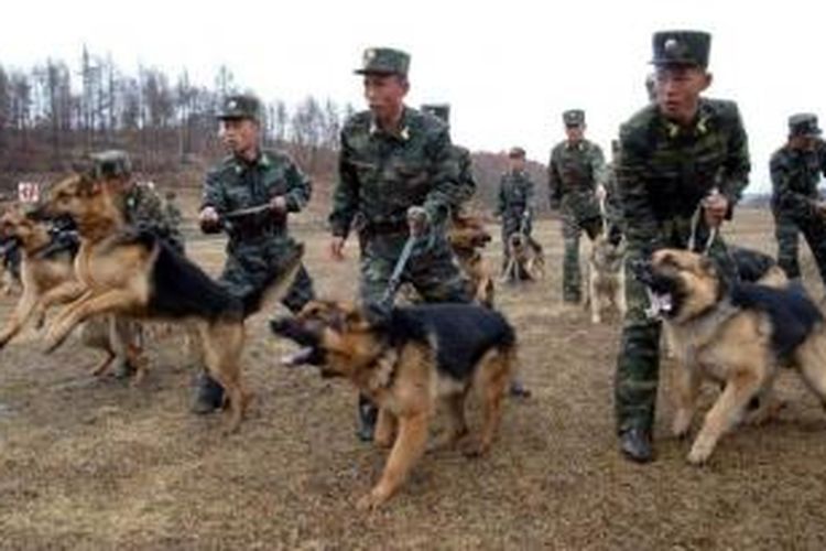 Sejumlah prajurit Korea Utara tengah berlatih bersama anjing mereka di sebuah lokasi yang dirahasiakan.