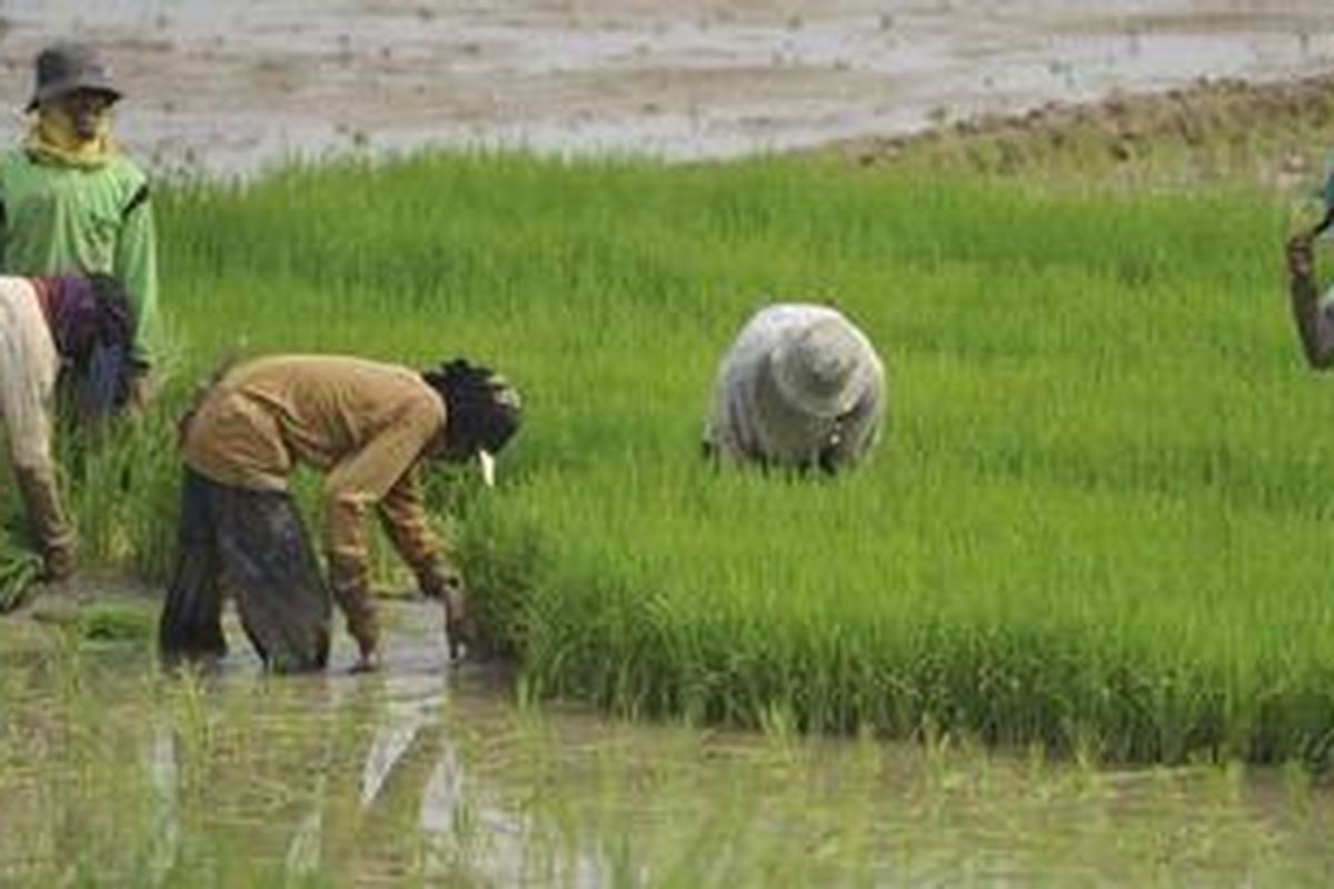 Buruh tani menyiapkan bibit tanaman padi di areal persawahan Kawarawang, Jawa Barat, Rabu (16/11/2011). Selain kendala kesuburan lahan karena miskin hara, terlalu kering, dan berisiko tergenang banjir, lahan pertanian di Indonesia juga terancam dengan konversi lahan untuk kepentingan ekonomi lainnya seperti pengembangan kawasan industri dan perumahan.