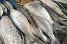 8 Ciri Ikan Bandeng Segar, Hindari yang Dagingnya Lembek dan Pucat