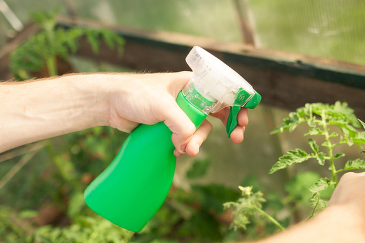 Ilustrasi mengaplikasikan pupuk cair ke tanaman.