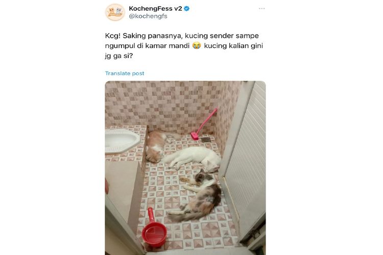 Tangkapan layar kucing tidur di kamar mandi