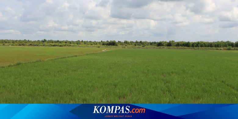 Basuki Pastikan "Food Estate" Dikembangkan Secara Modern