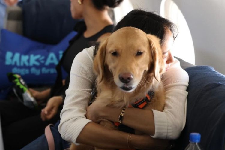 Maskapai asal Amerika Serikat Bark Air menyelesaikan penerbangan perdana bersama anjing pada Rabu (22/5/2024) lalu.