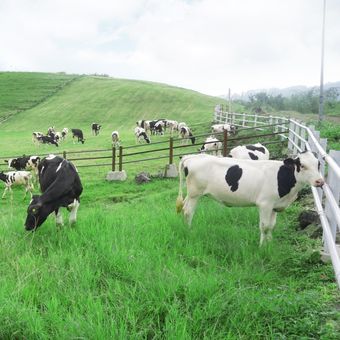 Sapi perah di Main Farm Manggala milik Balai Besar Pembibitan Ternak Unggul dan Hijauan Pakan Ternak (BBPTUHPT) Baturraden, Kabupaten Banyumas, Jawa Tengah.