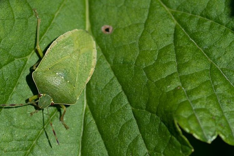 Ilustrasi hama kepik hijau