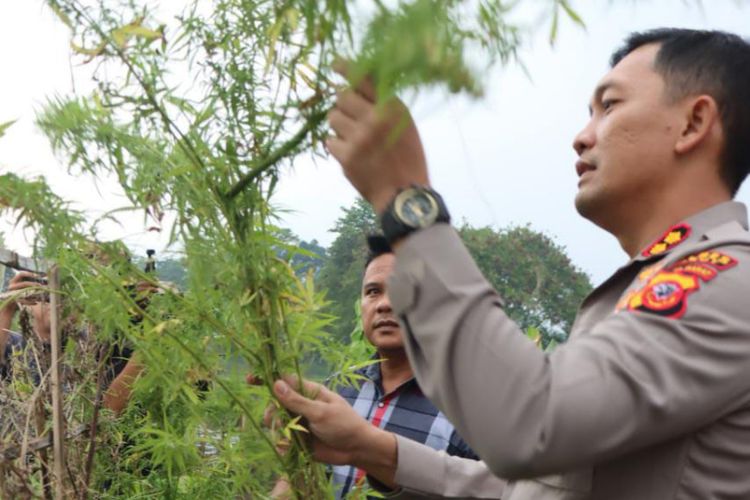 Kapolres Garut AKBP Rio Wahyu Anggoro memeriksa pohon ganja yang diamankan dari sebuah lahan di sekitar Situ Cangkuang, Selasa (31/01/2023) (Dok Polres Garut)